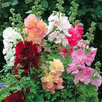 Mixed Hollyhock Flower Planting Seeds for Garden NON GMO Seeds