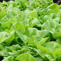 Butterhead lettuce with soft green leaves growing in a garden
