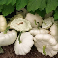 Fresh Green Patty Pan summer squash ready for harvest