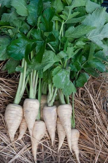 Close-up of green parsnip plug plants with fresh leafy growth.

