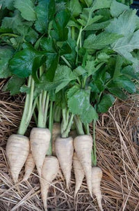 Close-up of green parsnip plug plants with fresh leafy growth.

