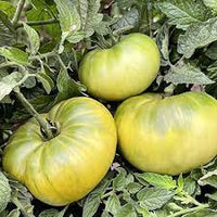 Aunt Ruby’s German Green Vegetable Seeds for Planting – Heirloom and Non-GMO garden seeds