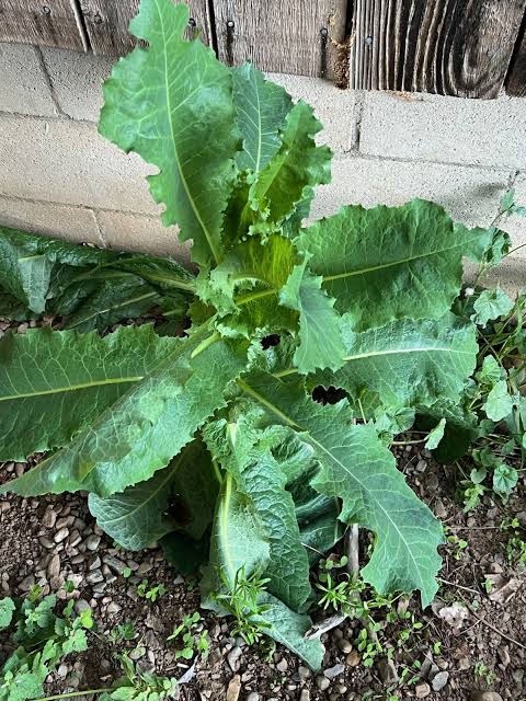 Wild Lettuce Plant Seeds for Planting,- NON GMO Seeds