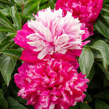 Perennial peony flowers adding color to an outdoor garden landscape

