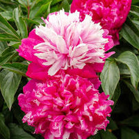 Perennial peony flowers adding color to an outdoor garden landscape


