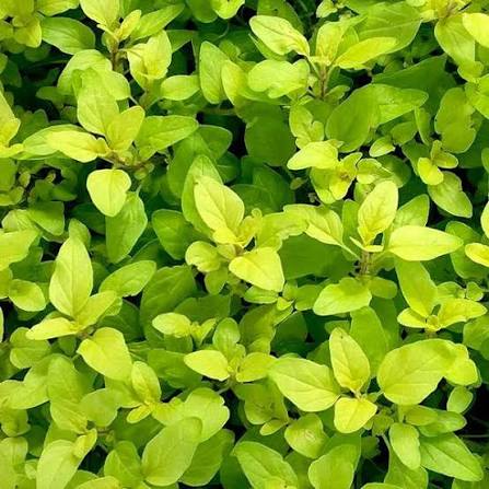 Oregano herb plants growing in a home garden
