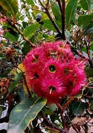 Pink Corymbia Ficifolia Flower Seeds 100 Pcs pcs