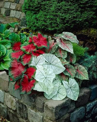 Mixed Elephant Ear bulbs for garden planting