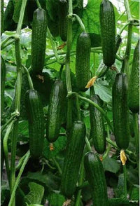 Cucumber plants climbing a trellis with lush green foliage and developing fruit.
