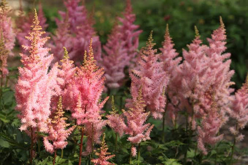 Astilbe Arendsii Flower Seeds Heirloom Non GMO Planting - 100 pcs