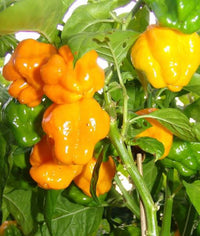 TFM Scotch Bonnet Pepper Seeds for Planting heirloom & Non-GMO Seeds