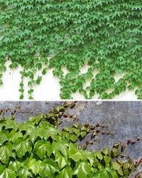 Heirloom Non-GMO Ivy Plant Seeds for Planting – Light Green Foliage for Ground Cover and Hanging Gardens