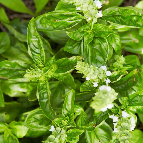 Fresh basil plants with lush green leaves in an outdoor garden.
