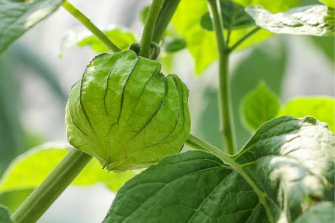 Healthy Cape Gooseberry plant suitable for containers and garden beds.