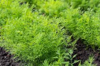 Heirloom Non-GMO Anethum Graveolens Seeds for Planting ƒ?? Aromatic Green Dill Herb for Culinary and Medicinal Use