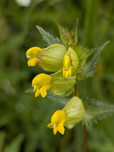 Yellow Rattle Flower Seeds for Planting
