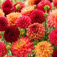 Mixed Dahlia flowers with varied colors and forms