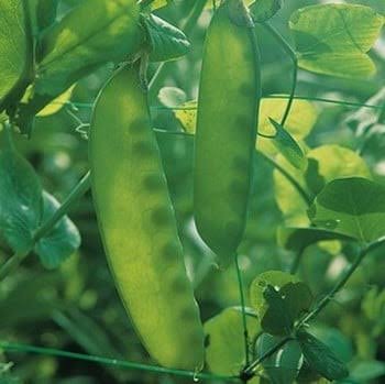 Mangetout plants growing in a raised vegetable garden bed.

