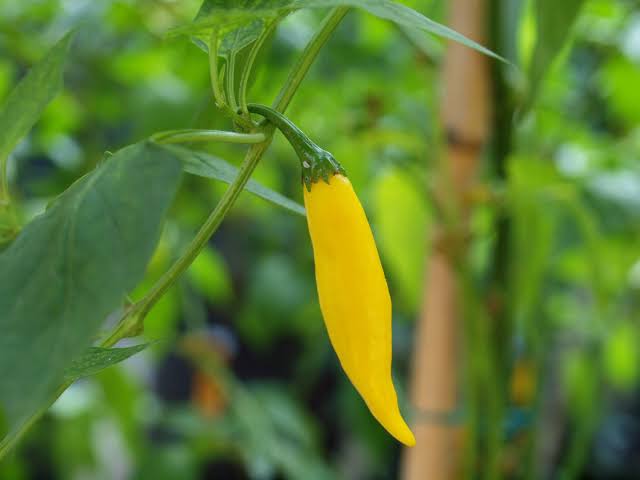 Aji Lemon Drop Pepper Seeds for Planting - Grow Natural and Organic Vegetables at Home