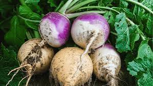 Healthy turnip plug plants ready for transplanting into a vegetable garden.

