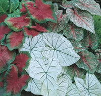 Elephant Ear plants with large decorative leaves