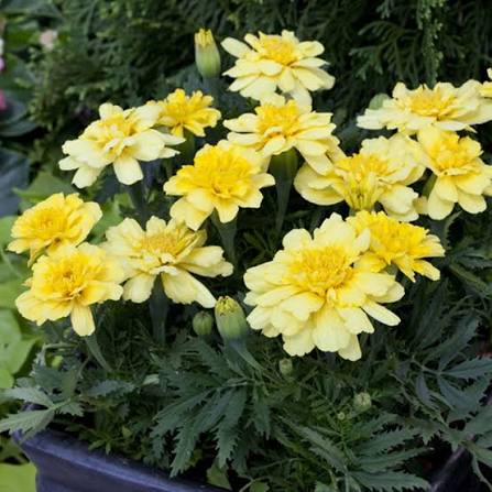 Alumia Vanilla Flower Seeds – Heirloom Non-GMO Seeds for Elegant and Fragrant Garden Planting