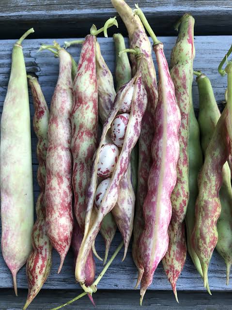 Dwarf Horticulture Bean Seeds for Planting heirloom & Non-GMO Seeds
