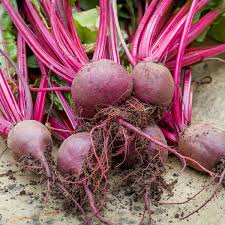 Healthy beetroot plug plants ready for transplanting into a vegetable garden.
