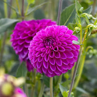 Purple Beard Dahlia Flower Seeds for Garden - NON GMO Seeds