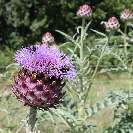 Blue Cardoon Seeds for Planting – Organic, Heirloom, Non-GMO Flower Seeds