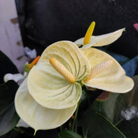 Yellow Anthurium Andraeanu Flower Seeds for Planting - NON GMO Seeds