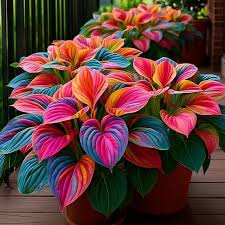 Heart Hosta ornamental plant growing in an outdoor landscape border

