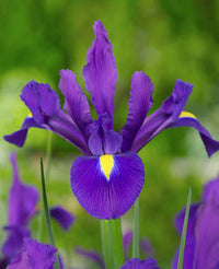 Perennial iris flowers adding vibrant color to an outdoor landscape garden

