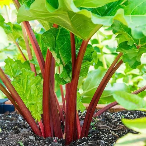 Large green rhubarb leaves creating lush garden foliage.
