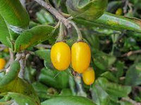 Manilkara Kauk Fruit Seed Collection for Sweet, Tropical Fruit 100 Pcs pcs