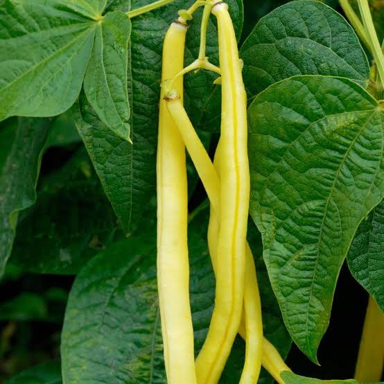 Organic Gold Rush Bean Seeds for Planting heirloom & Non-GMO Seeds