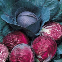 Red Cabbage Plug Plants – Easy-Growing Vegetable for Home Gardens