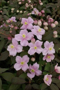 Clematis climbing vine covering a garden trellis structure

