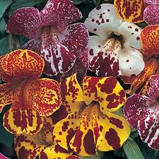 Mixed Mimulus Seeds for Planting – Organic, Heirloom, Non-GMO Flower Seeds