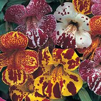 Mixed Mimulus Seeds for Planting – Organic, Heirloom, Non-GMO Flower Seeds