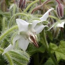 Borage White Seeds for Planting – Organic, Heirloom, Non-GMO Flower & Herb Seeds