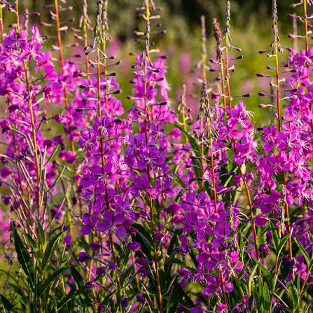 Epilobium Angustifolium Flower Seeds – Heirloom Non-GMO Seeds for Wildflower Garden Planting