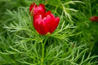 Heirloom Non-GMO Paeonia Red Tenufolia Flower Seeds for Planting ƒ?? Fragrant Early-Blooming Garden Peonies