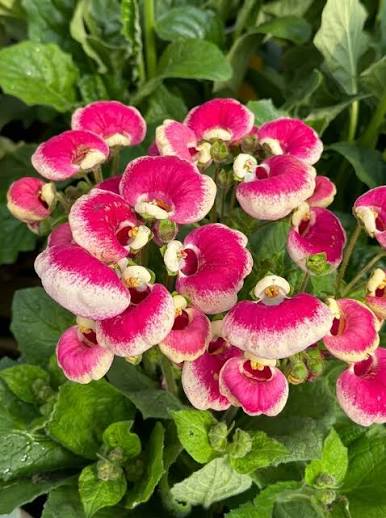 Calceolaria Flower Seeds – Heirloom Non-GMO Seeds for Bright and Decorative Garden Planting