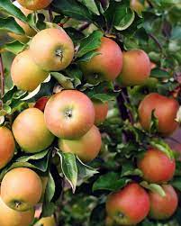 Jonagold Apple Fruit Seeds for Planting - a Variety of Orchard Apple Trees