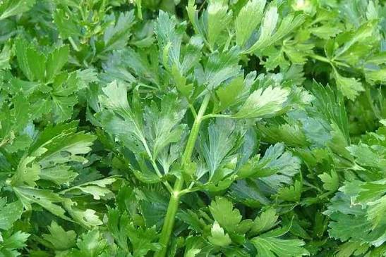 Celery leaf plants thriving in a raised outdoor garden bed.

