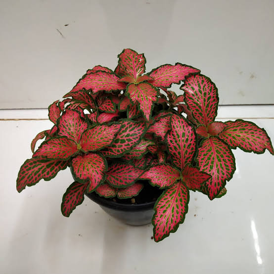 Mixed Fittonia Verschaffeltii Plant Seeds for Planting