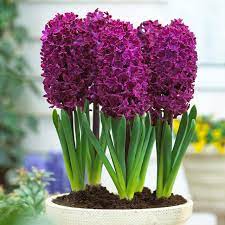 Hyacinth Flower Seeds Burgundy for Planting - 100 pcs