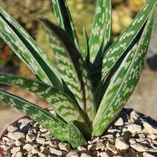 Green Aloe Variegata Plant Seeds for Planting - 100 pcs