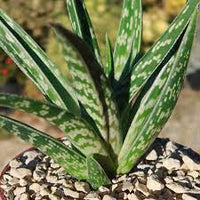 Green Aloe Variegata Plant Seeds for Planting - 100 pcs